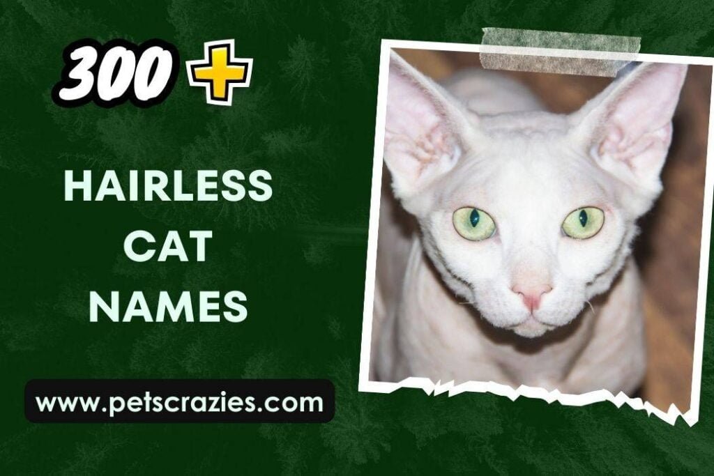 300 Hairless Cat Names Unique Memorable