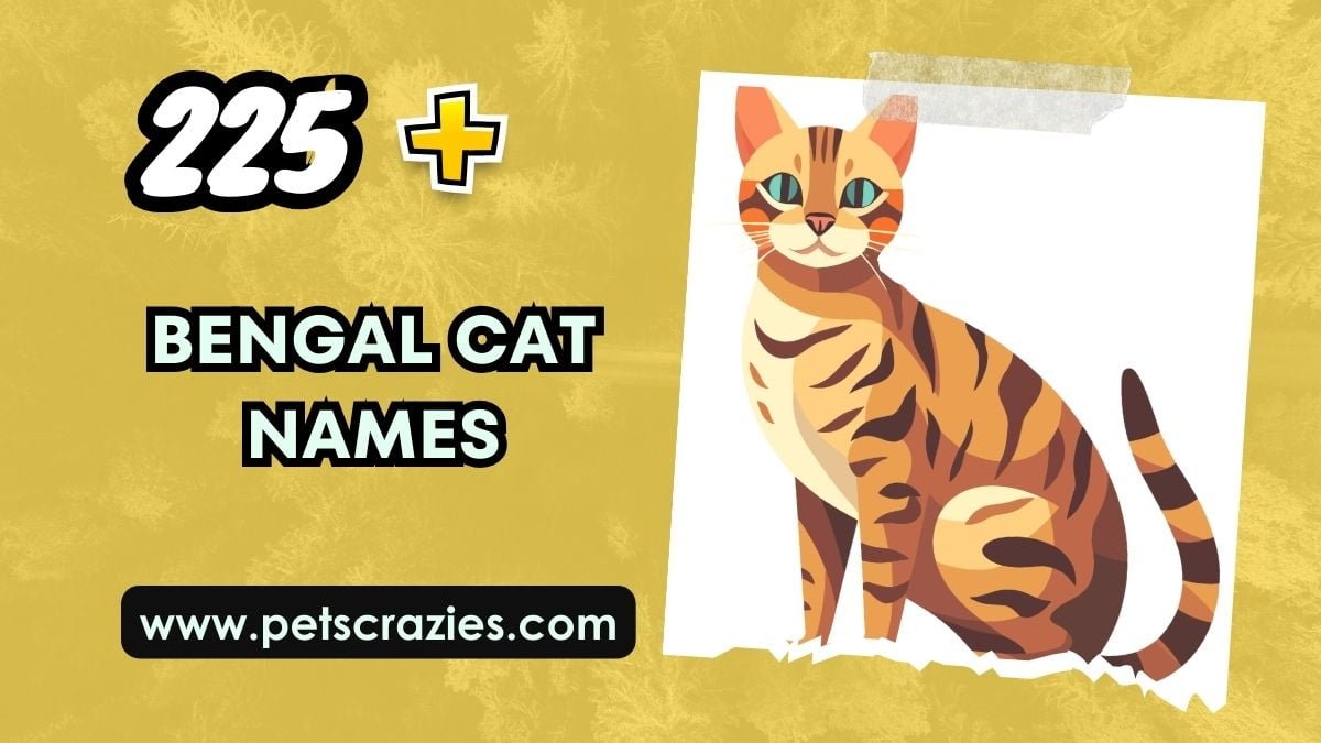 225 Bengal Cat Names Wild And Exotic Inspirations