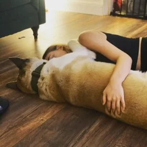 Akita Cuddle with a Women