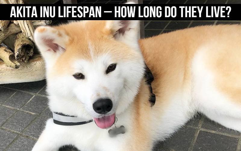 Akita Inu Lifespan – How Long Do They Live? [Get Answer]