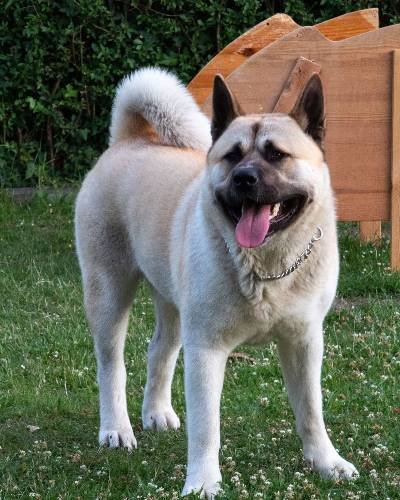 Akita Inu Lifespan – How Long Do They Live? [Get Answer]