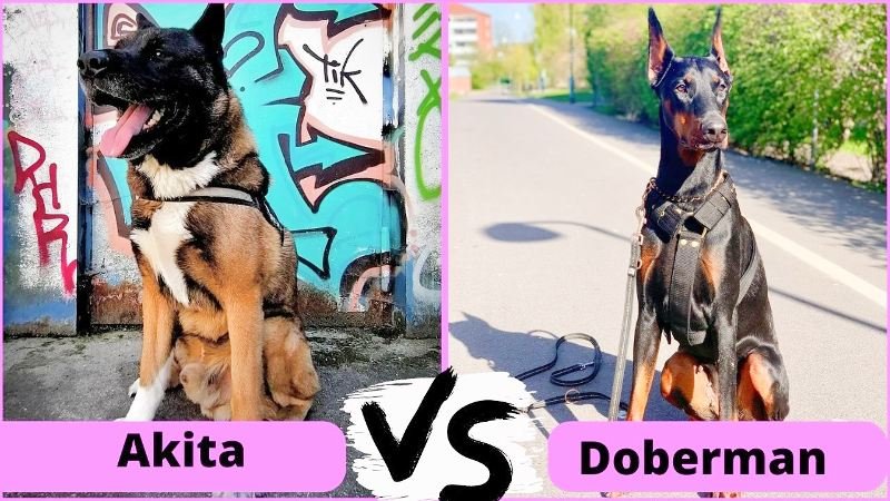 Akita Vs Doberman