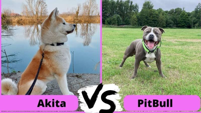 Akita Vs Pitbull (The Ultimate Comparison)