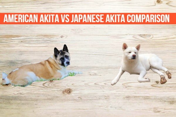 American Akita vs Japanese Akita (Battle of The Breeds!)