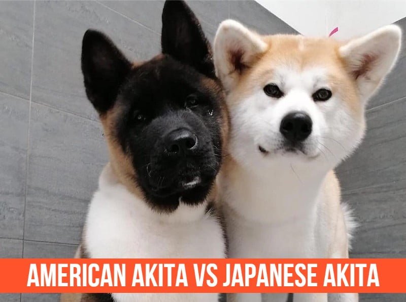 American Akita vs Japanese Akita (Battle of The Breeds!)