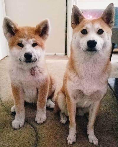 Japanese Akita vs Shiba Inu: The Ultimate Comparison Guide