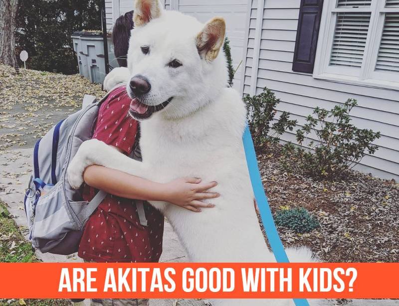 Are Akitas Good With Kids? Advice from the Experts