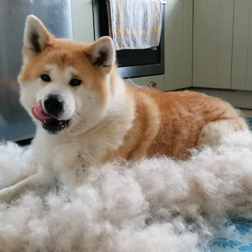 How To Bathe An Akita: Tips for a Perfect Bath Time 3 Brush your Akita's coat