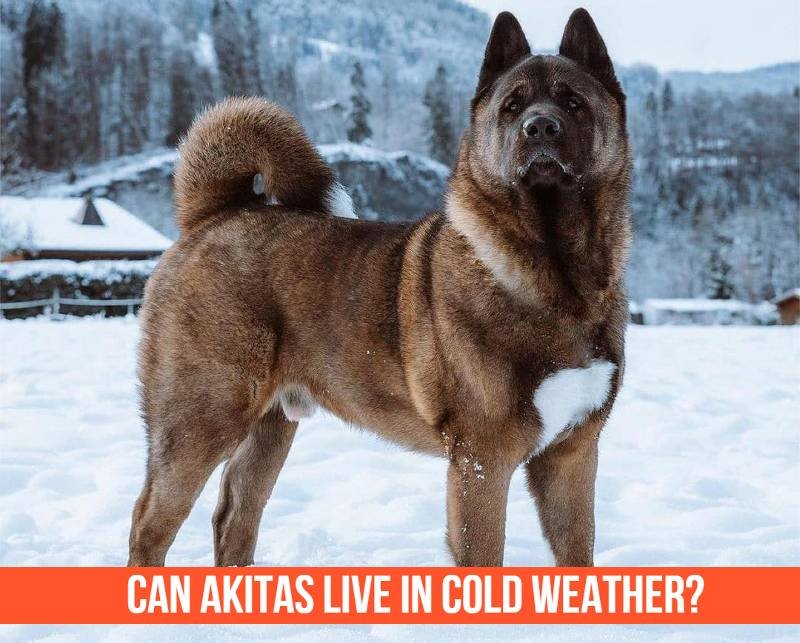 Can Akitas Live In Cold Weather? Important Tips For Keeping Your Dog Safe!