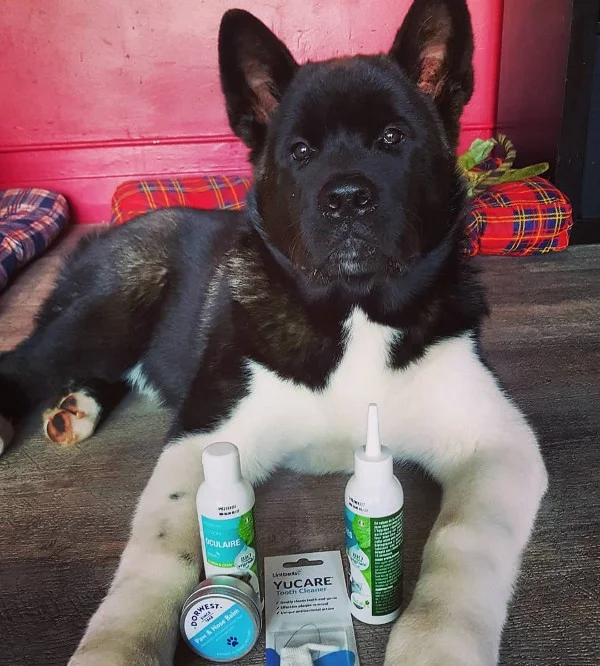 How To Bathe An Akita: Tips for a Perfect Bath Time 2 Akita dog with Akita shampoo