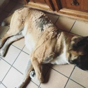 Do Akitas Smell? (5 Possible Reasons Your Akita Stinks) 3 Core Health Conditions