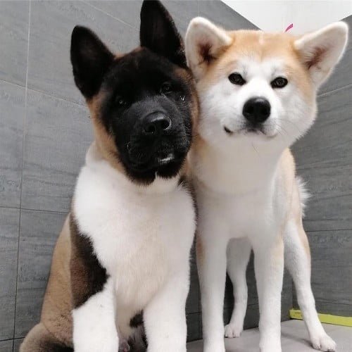 American Akita vs Japanese Akita (Battle of The Breeds!)