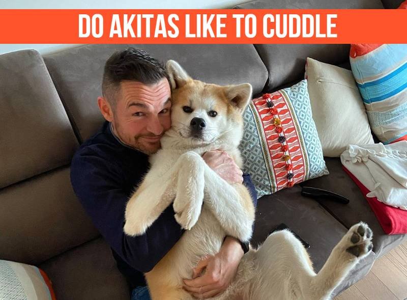 Do Akitas Like To Cuddle (An Affection Guide) 1 Do Akitas Like To Cuddle
