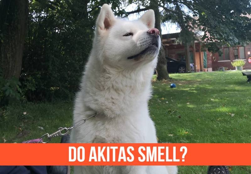 Do Akitas Smell? (5 Possible Reasons Your Akita Stinks) 1 Do Akitas Smell