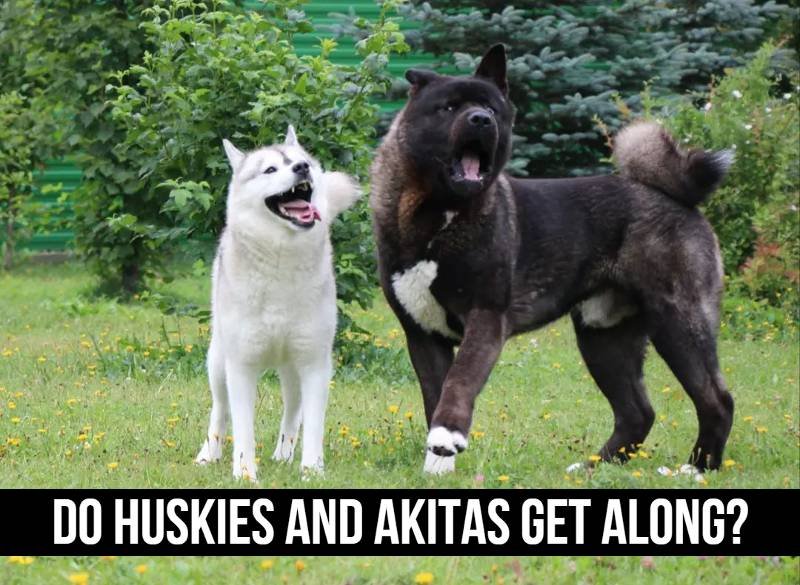 Do Huskies And Akitas Get Along? Get The Answer Here