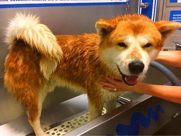 How To Bathe An Akita: Tips for a Perfect Bath Time 4 Wet Akita Dog