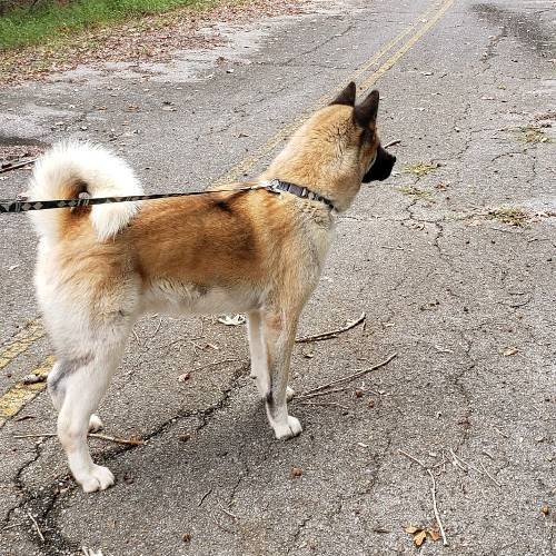 Do Akitas Shed: How To Deal With Shedding?