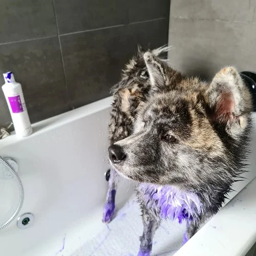 Do Akitas Smell? (5 Possible Reasons Your Akita Stinks) 4 Give a regular bath