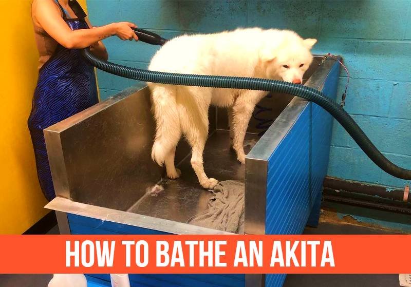 How To Bathe An Akita (Tips for a Perfect Bath Time)