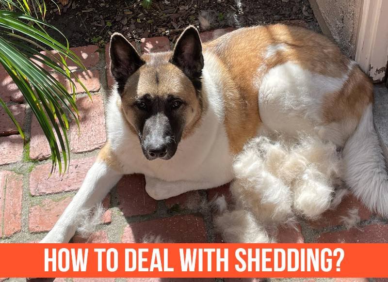 Do Akitas Shed: How To Deal With Shedding?