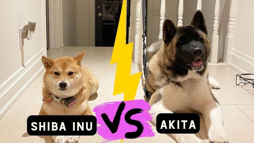 Japanese Akita vs Shiba Inu: The Ultimate Comparison Guide