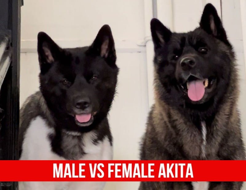 Male Vs. Female Akita – Differences You Need To Know