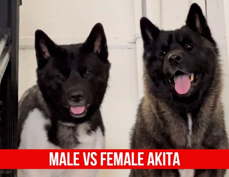 Male Vs. Female Akita