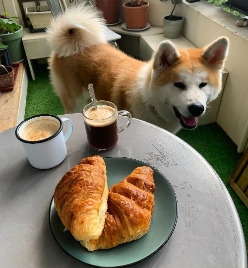 Akita near the human Foods