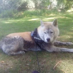Do Akitas Smell? (5 Possible Reasons Your Akita Stinks) 2 Poor Grooming