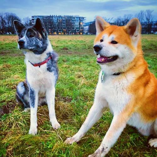 American Akita vs Japanese Akita (Battle of The Breeds!)