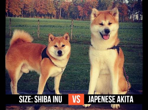 Japanese Akita vs Shiba Inu: The Ultimate Comparison Guide