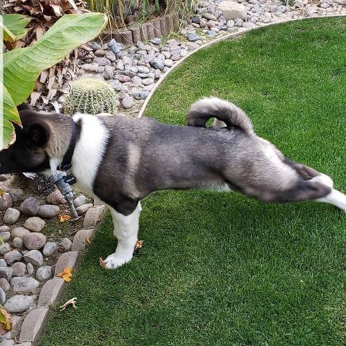 Male Vs. Female Akita – Differences You Need To Know