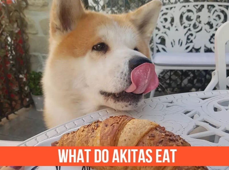 What Do Akitas Eat (12 Akita's Favorite Foods)