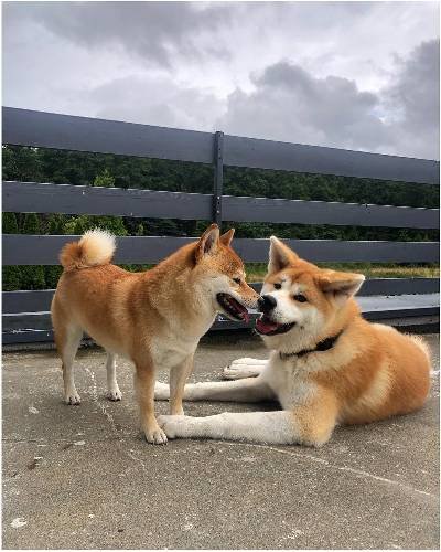 Japanese Akita vs Shiba Inu: The Ultimate Comparison Guide