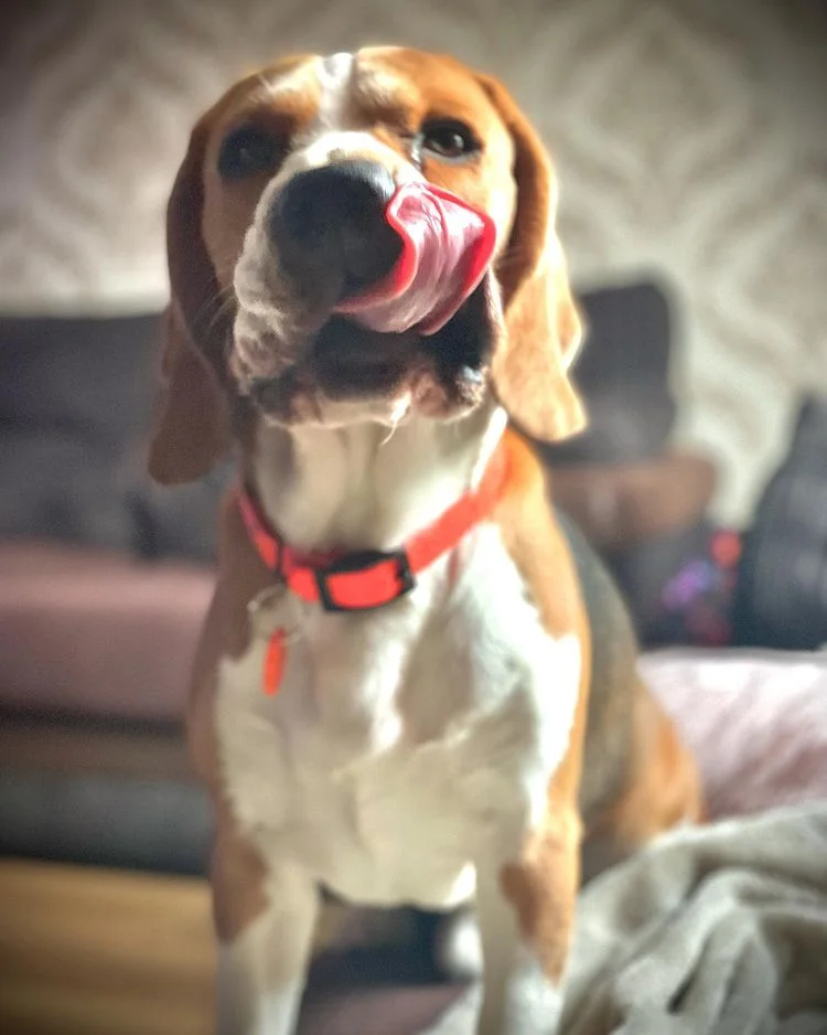 danger of eating chicken bones for dogs are hazardous 