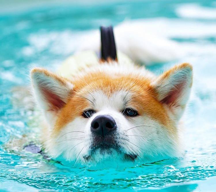 Do Akitas Like Water? 10 Tips To Make Akita Like Swimming