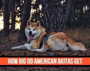 How Big Do American Akitas Get (With Growth/Height Chart) - (With