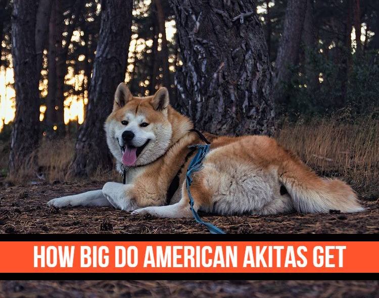 How Big Do American Akitas Get (With Growth/Height Chart) - (With