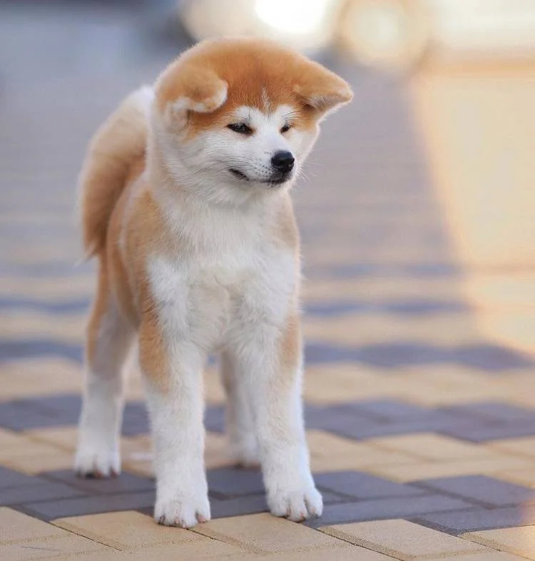 How Big Do American Akitas Get (With Growth/Height Chart) 3 Akita Puppy Size