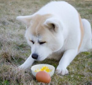 What Do Akitas Eat (12 Akita's Favorite Foods)