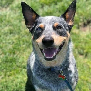 Australian Cattle Dog