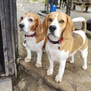10 Best Dogs For Special Needs Children (Breeds Recommended by Behaviorist) 7 Beagle