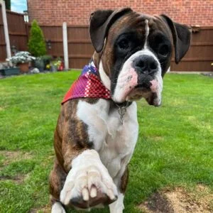 Boxer Dog Breed