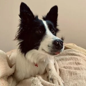10 Best Dogs For Special Needs Children (Breeds Recommended by Behaviorist) 5 Collie