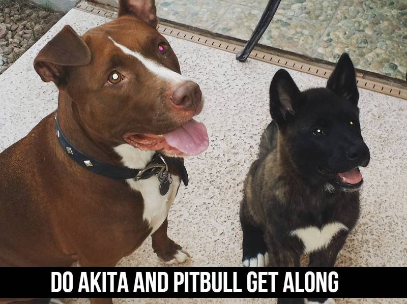 Do Akita And Pitbull Get Along 1 Do Akita And Pitbull Get Along
