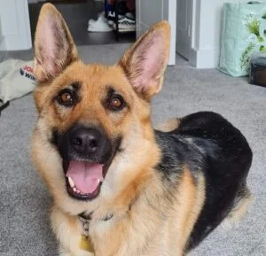 10 Best Dogs For Special Needs Children (Breeds Recommended by Behaviorist) 10 German Shephard