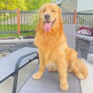 Golden Retriever Dog