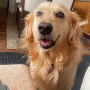 10 Best Dogs For Special Needs Children (Breeds Recommended by Behaviorist) 3 Golden Retriever