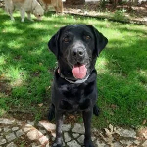 Labrador Retriever dog breed