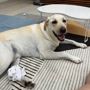 10 Best Dogs For Special Needs Children (Breeds Recommended by Behaviorist) 2 Labrador Retriever